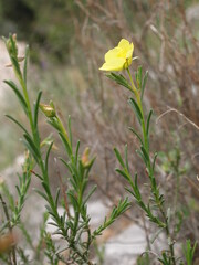 Fumana ericifolia