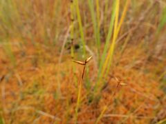 Carex pauciflora
