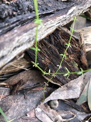 Asperula conferta