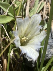 Gentiana newberryi