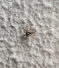 Menemerus semilimbatus