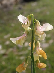 Lathyrus pannonicus