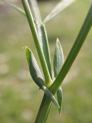 Lathyrus pannonicus