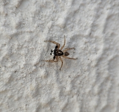 Menemerus semilimbatus