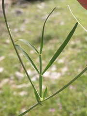 Lathyrus pannonicus