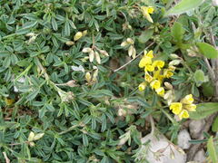 Medicago prostrata