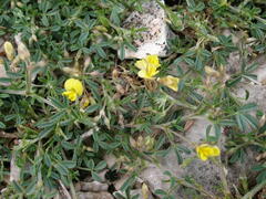 Medicago prostrata