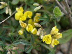 Medicago prostrata