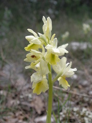 Orchis pauciflora
