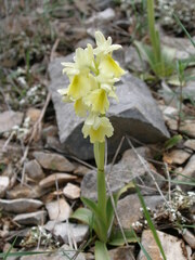 Orchis pauciflora