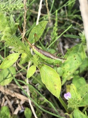 Conocephalus japonicus