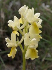 Orchis pauciflora