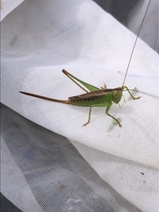 Conocephalus japonicus