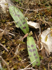 Orchis quadripunctata