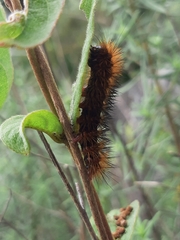 Lepidoptera
