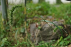 Setaria faberi