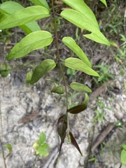 Jasminum