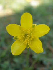 Ranunculus millefoliatus