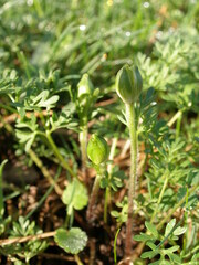 Ranunculus millefoliatus