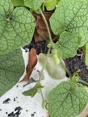 Trichosanthes scabra