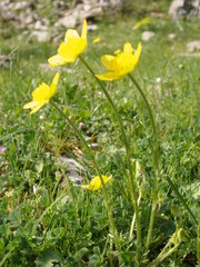 Ranunculus millefoliatus