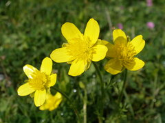 Ranunculus millefoliatus