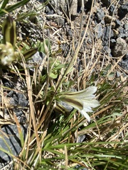 Gentiana newberryi