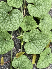 Trichosanthes scabra
