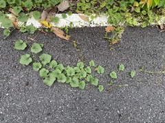 Trichosanthes scabra