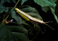 Neorthacris