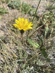 Agoseris glauca