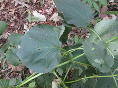 Phlomoides umbrosa