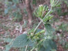 Phlomoides umbrosa