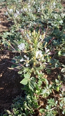 Cleome gynandra image