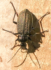 Carabus granulatus
