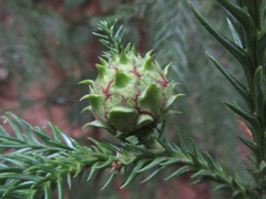Cryptomeria japonica