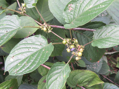 Paederia foetida