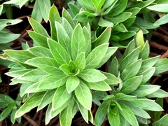 Oenothera