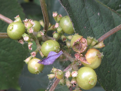 Paederia foetida