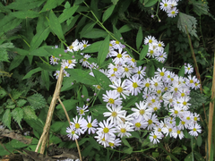 Aster