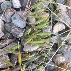 Bromus arvensis