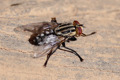 Sarcophagidae