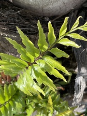 Asplenium polyodon