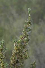 Cliffortia ruscifolia