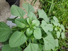 Acalypha indica