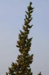 Cliffortia ruscifolia