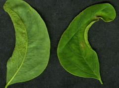 Obolodiplosis robiniae