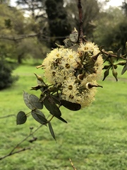 Eucalyptus gillii