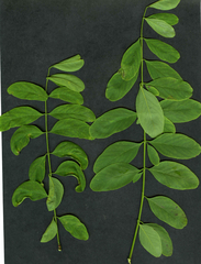 Obolodiplosis robiniae