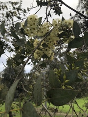 Eucalyptus gillii
